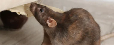 Deratyzacja